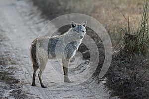 Indian Jackal Standing on Road in Kanha National Park, India