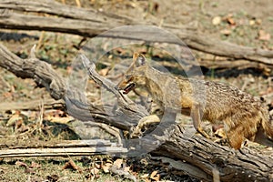 Indian Jackal in the woods of Pench Tiger Reserve