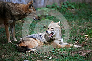 Indian jackals