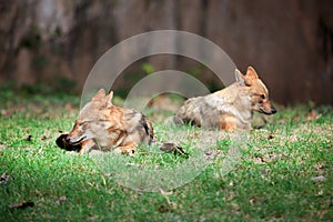 Indian jackals