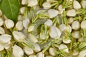 Indian Jasmine flower buds