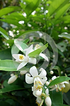 Indian Jasmine Flower photo