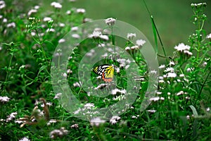 The Indian Jezebel butterfly or Delias eucharis resting on the flower plants during spring season.