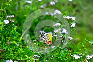 The Indian Jezebel butterfly or Delias eucharis resting on the flower plants during spring season.