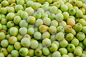 Indian Jujube