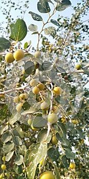 Indian jujube also known as Indian Ber