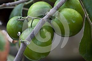 Indian Jujube Apple Fruit Called As Elanda Palam, On Tree Branch lor Young Pigeon Low Angle With White Color Background