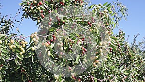 Indian Jujube or beer or berry Ziziphus mauritiana . ripe fruit on the branches of the tree