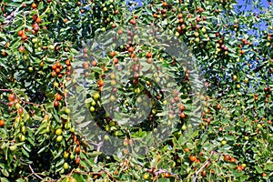 Indian Jujube or ber or berry Ziziphus mauritiana . ripen jujube green fruits in leaves of tree