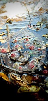 A indian jujube ber floating on water.