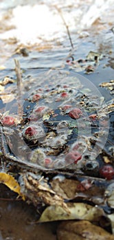 A indian jujube ber floating on water.