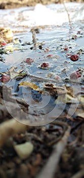 A indian jujube ber floating on water.