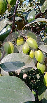 Indian jujube or Ber tree fruits and leaves photo