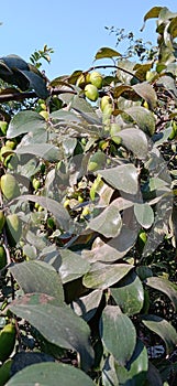 Indian jujube or Ber tree fruits and leaves