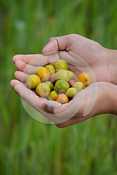 Indian Jujube or Ziziphus mauritiana in hand at field.