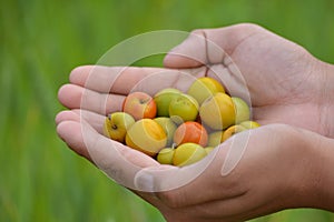 Indian Jujube or Ziziphus mauritiana in hand at field.