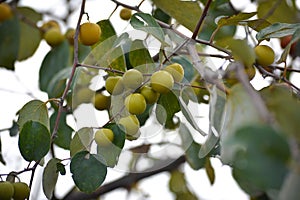 Indian Jujube or Ziziphus mauritiana on the jujube tree.