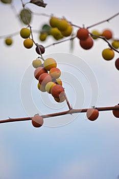 Indian Jujube or Ziziphus mauritiana on the jujube tree.