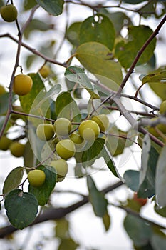 Indian Jujube or Ziziphus mauritiana on the jujube tree.