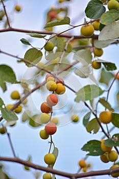 Indian Jujube or Ziziphus mauritiana on the jujube tree.