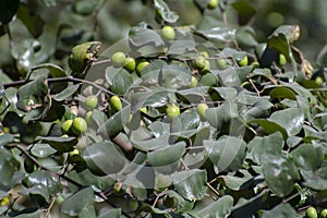 Indian Jujube Ziziphus mauritiana  Ziziphus jujuba Tree