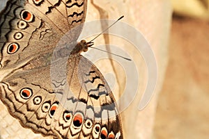 Indian Junonia atlites grey pansy butterfly closeup.