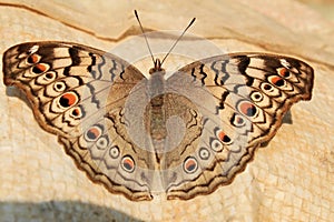 Indian Junonia atlites grey pansy butterfly closeup.