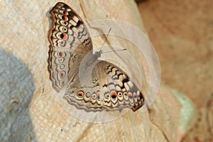 Indian Junonia atlites grey pansy butterfly closeup.