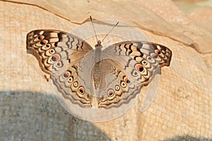 Indian Junonia atlites grey pansy butterfly closeup.