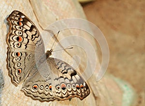 Indian Junonia atlites grey pansy butterfly closeup.