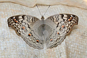Indian Junonia atlites grey pansy butterfly closeup. photo