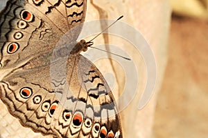 Indian Junonia atlites grey pansy butterfly closeup. photo