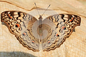 Indian Junonia atlites grey pansy butterfly closeup. photo