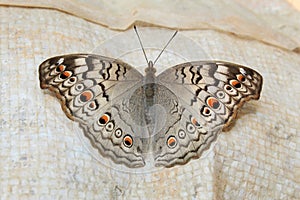 Indian Junonia atlites grey pansy butterfly closeup. photo