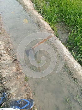 Indian kashi in a water canal photo