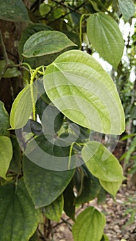 Black Pepper Vine - Piper Nigrum - Green drupes with Leaves in Kerala, India photo