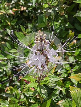 Indian Kidney Tea Flower, Princeville Botanical Gardens, Kauai, Hawaii, USA