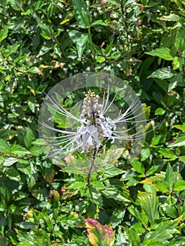 Indian Kidney Tea Flower, Princeville Botanical Gardens, Kauai, Hawaii, USA