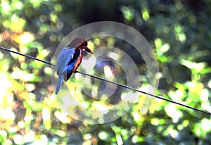 Indian Kingfisher in forest