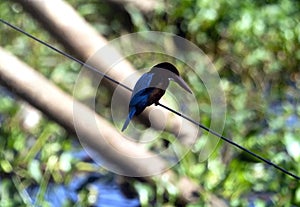 Indian Kingfisher in forest