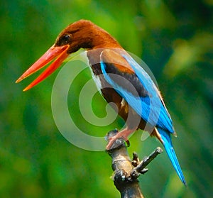 Indian Kingfisher waiting for hunting something