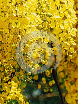 Indian laburnum