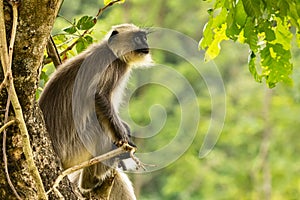 An Indian Languor siting on a tree