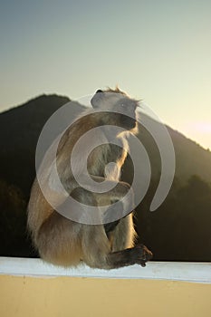 Indian Langur photo