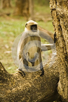 Indian Langur