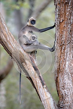 Indian langur monkey in the nature habitat.