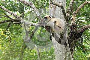 Indian langur -12