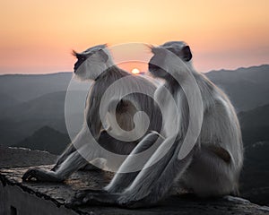 Indian Langur Monkeys Sitting at Sunset