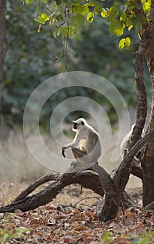 Indian langur sitting on Tree bark at Pench national Park,Madhya Pradesh