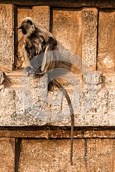 Indian langur sittng on the temple in Hampi, Karnataka, India